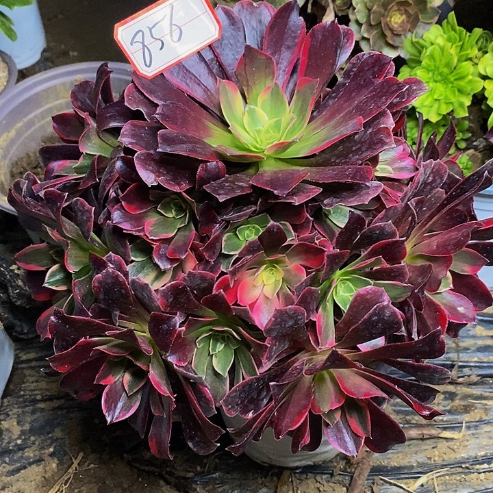 金丝雀老桩捧花福利的856号