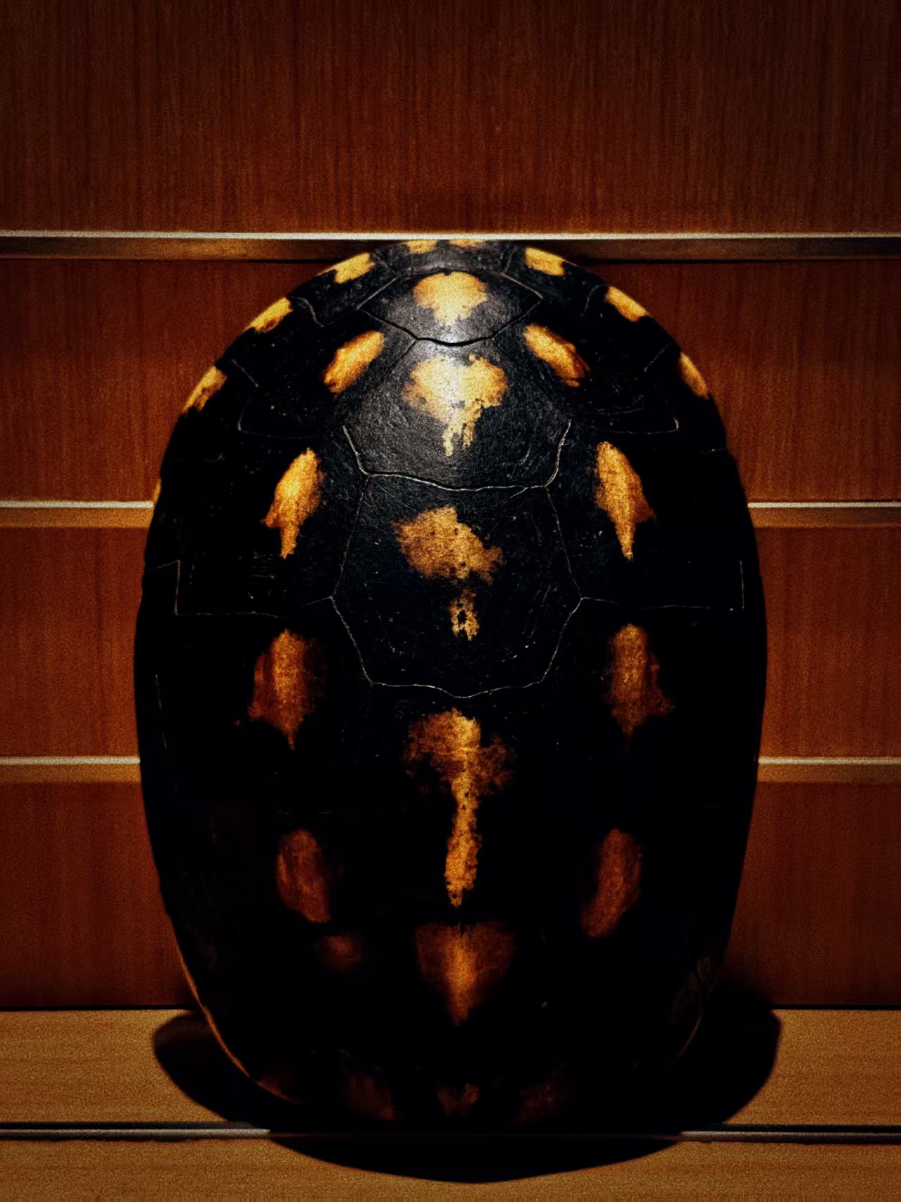 【一物一拍】直播间专用 手把件摆件把玩草龟天然真龟甲富甲天下