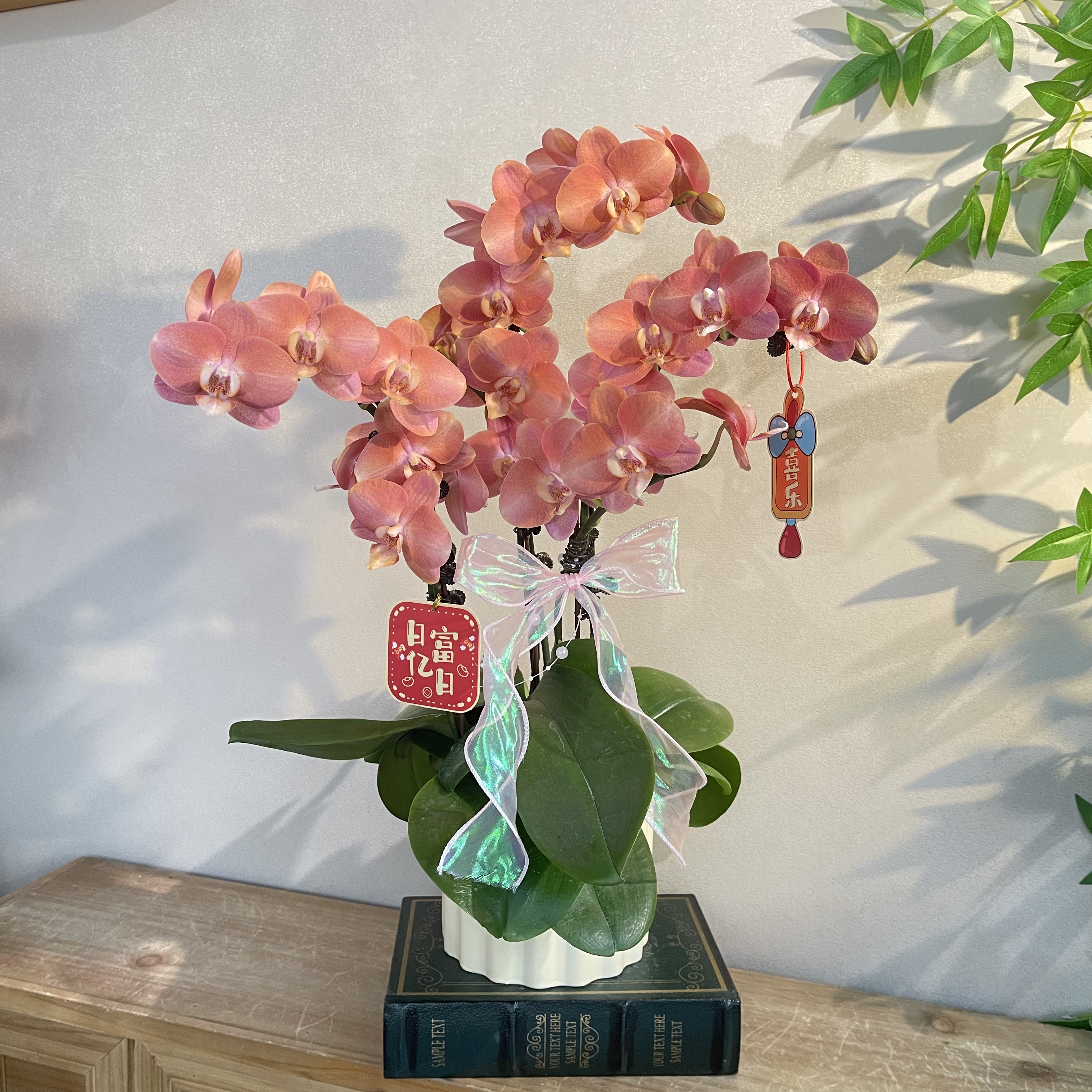 蝴蝶兰《鲑鱼》爆款橙粉渐变蝴蝶兰  好养耐养带花带花苞 基地直发