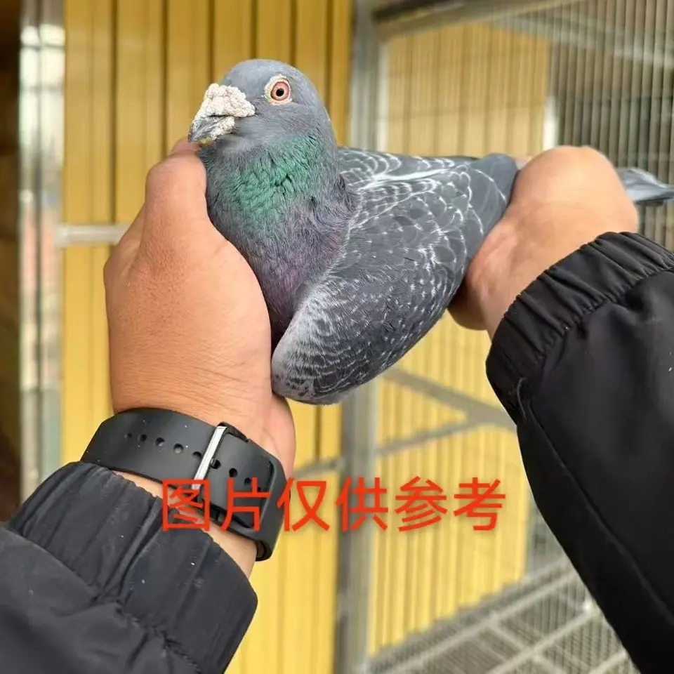 奶酪胡本桑杰士信鸽用品玩具