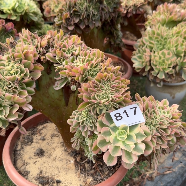 青苹果大群缀化817