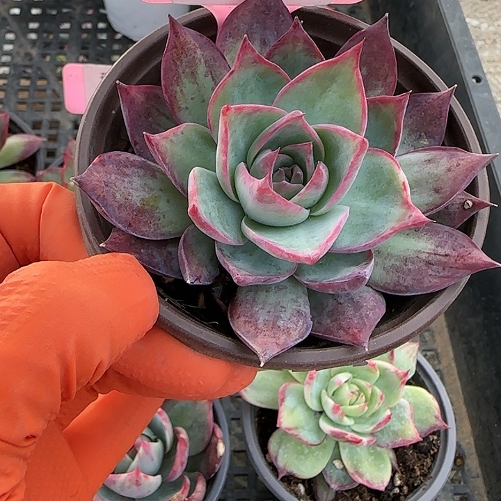 45 惊鸿仙子多肉植物6-9cm