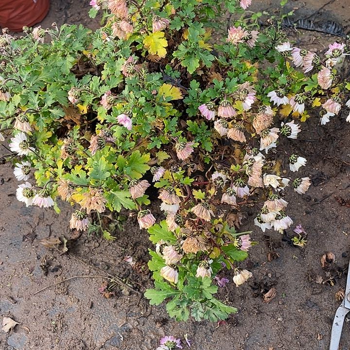 艺***生完全开放30菊花菊花菊花家