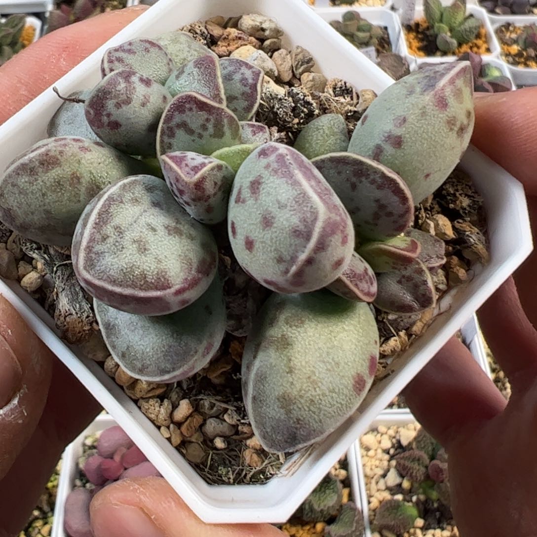 艾薇花蛋水泡老桩多肉植物水泡