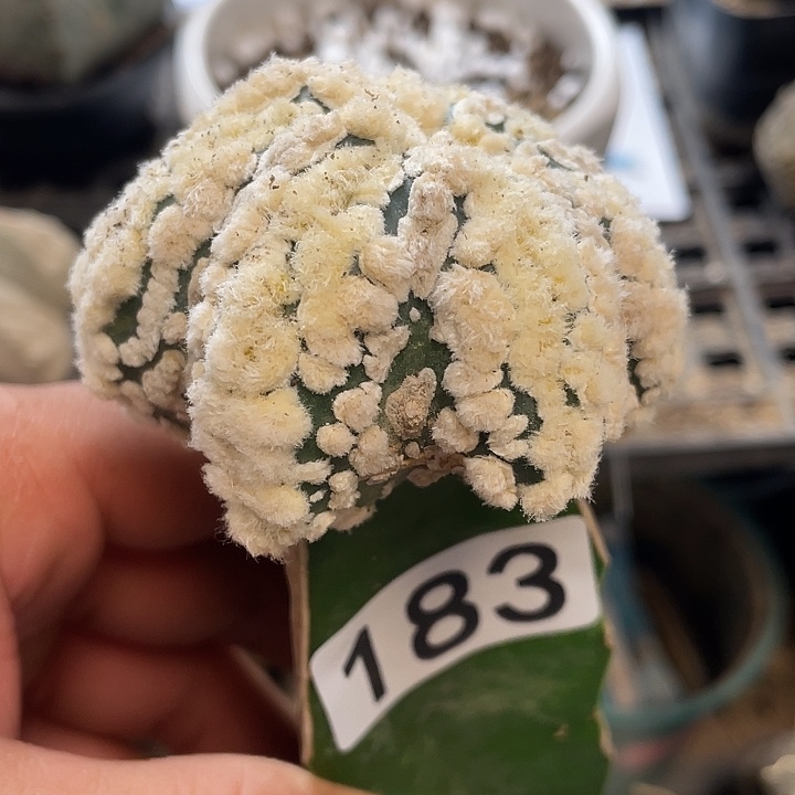 仙人球183号球花园海星