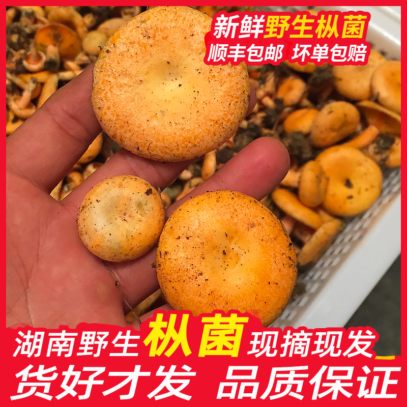 新鲜现摘下山即发黄枞菌谷熟菌松树菌重阳寒菌顺丰特快