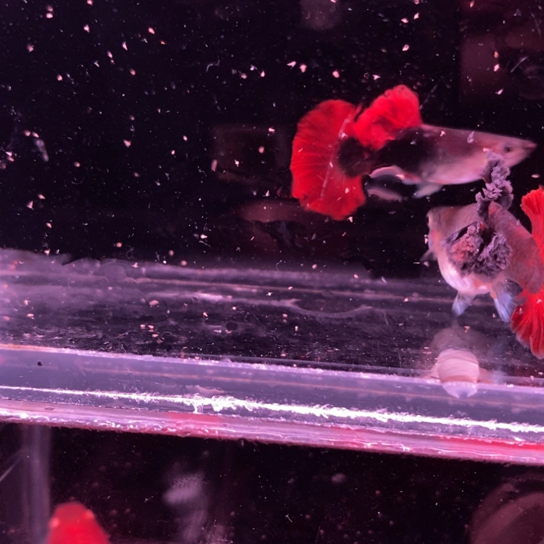 无***糖孔雀鱼菊花帆微瑕一对