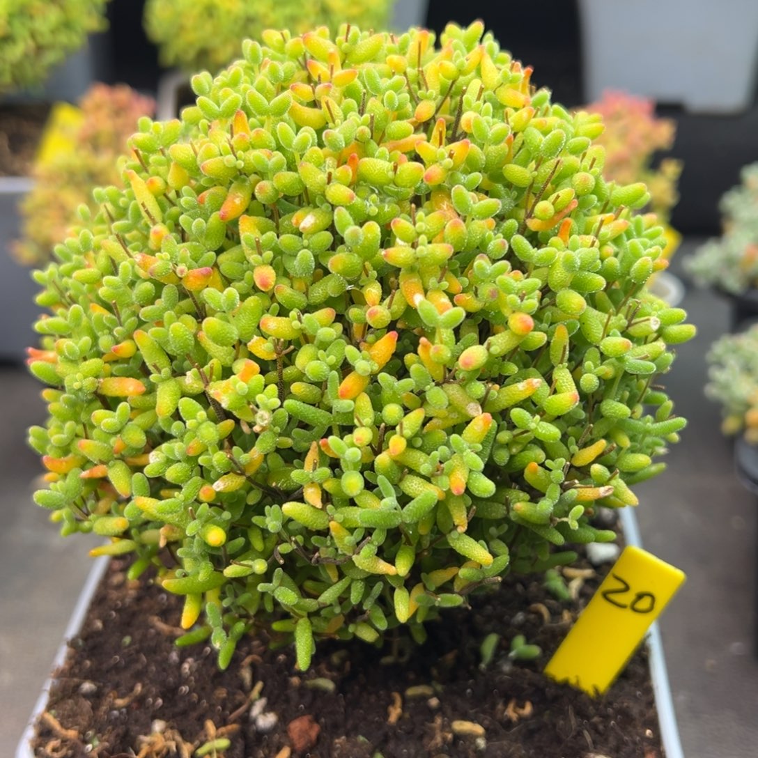 蜜橘糖球20号12cm盆