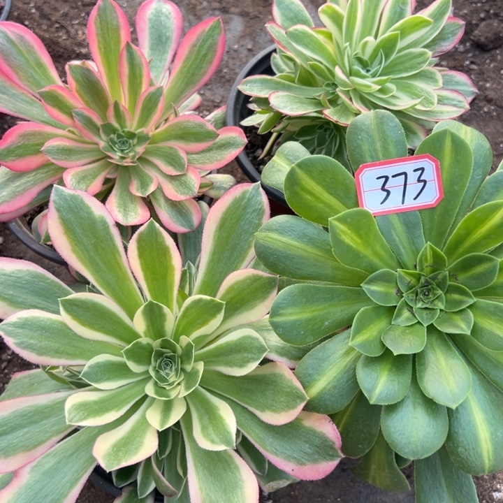 多肉植物373不售后