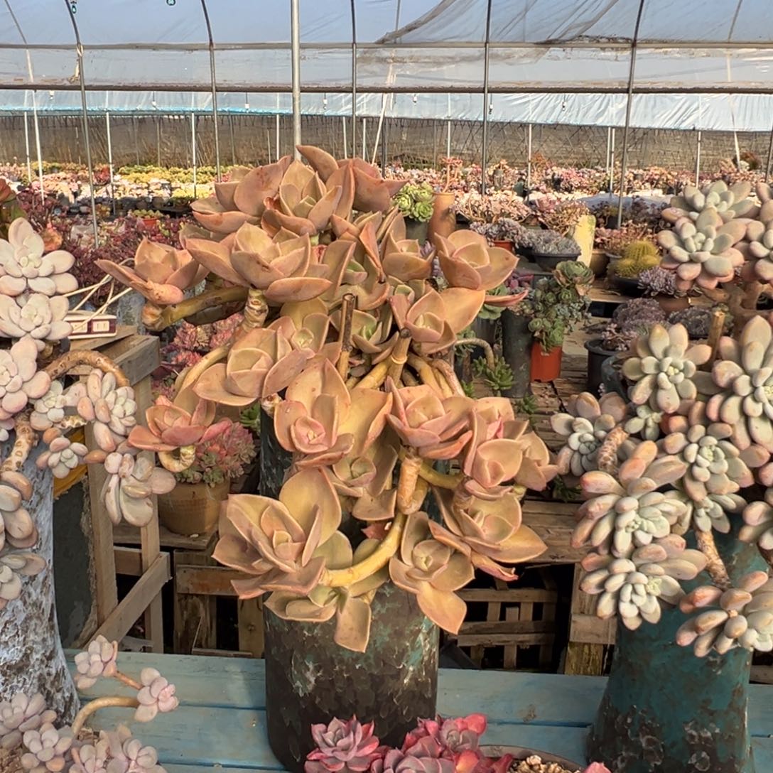 精品赫氏妖桩 裸肉