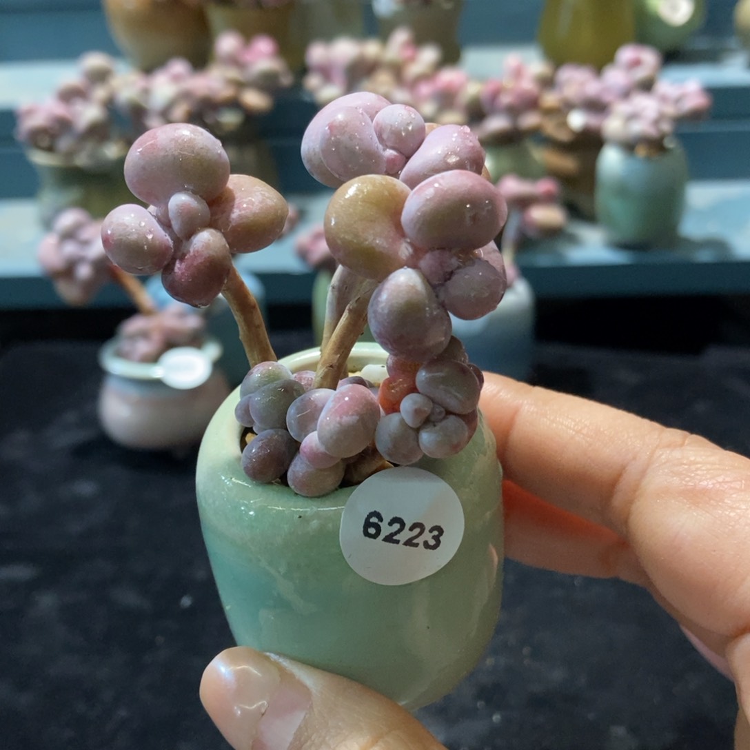 6223糖果腰子蛋带盆土