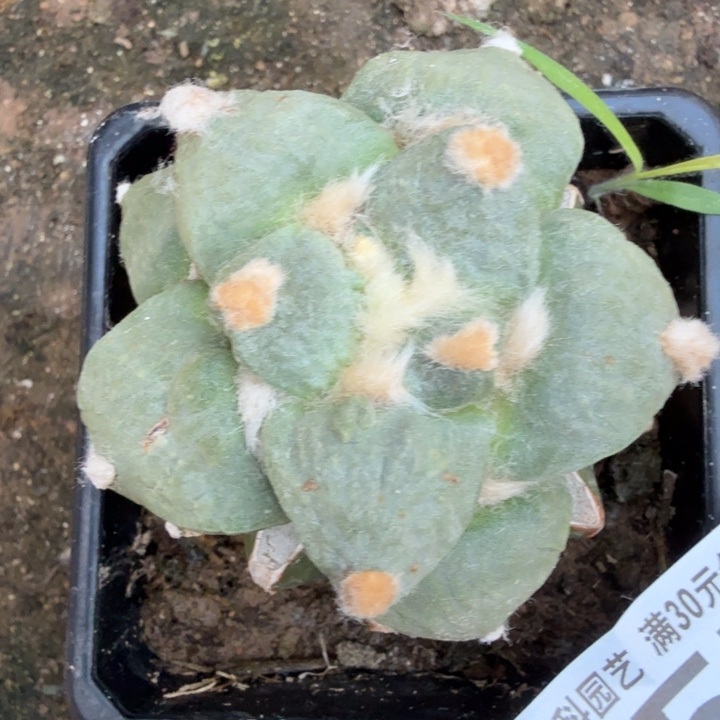 乐***皮无花朵457大尤怒涛东三