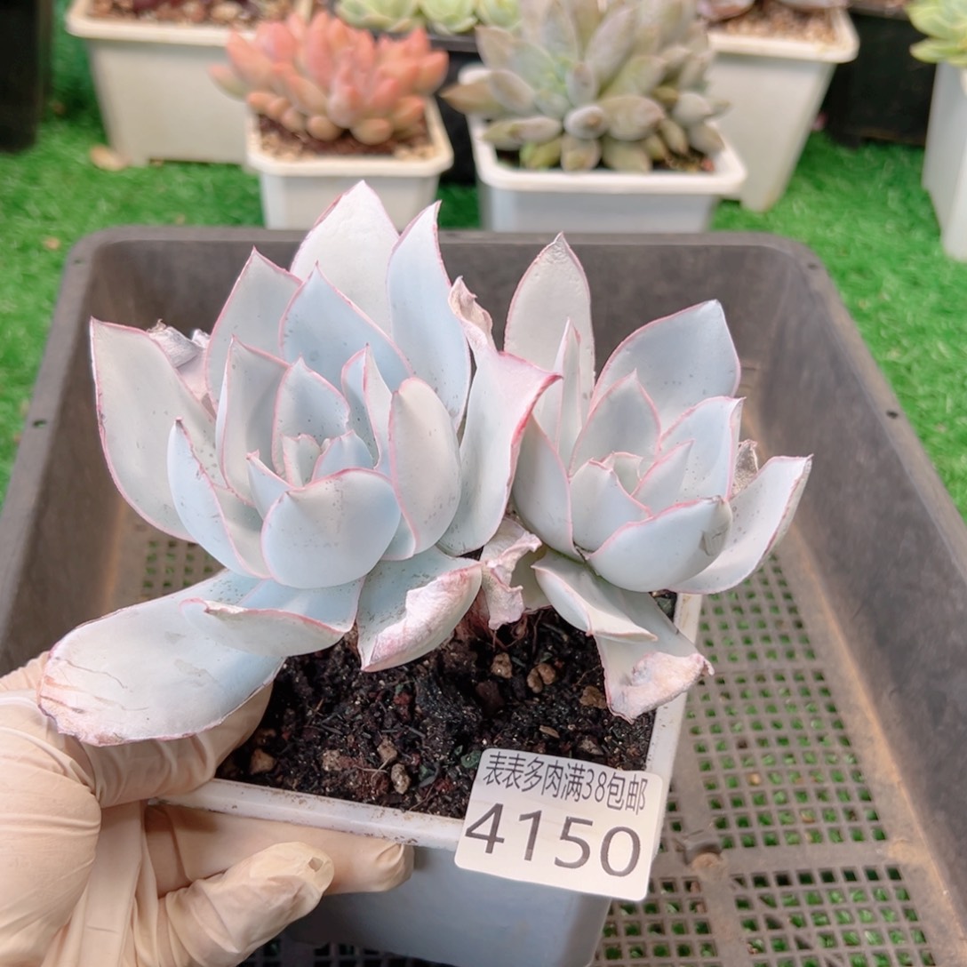 无花朵多肉一物一拍植物4150