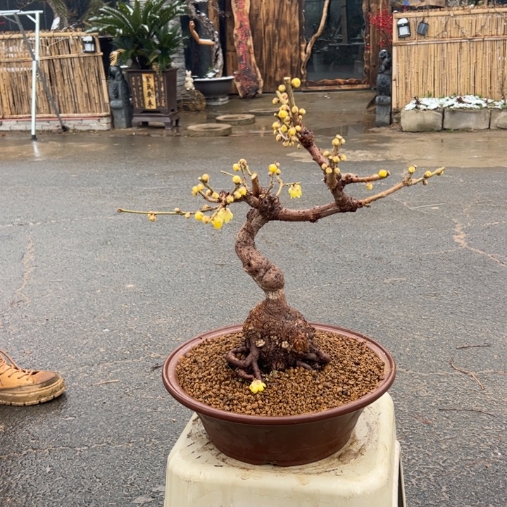 大量花朵（建议范围：8朵-15朵 或40%以上）腊梅盆景檀香腊梅