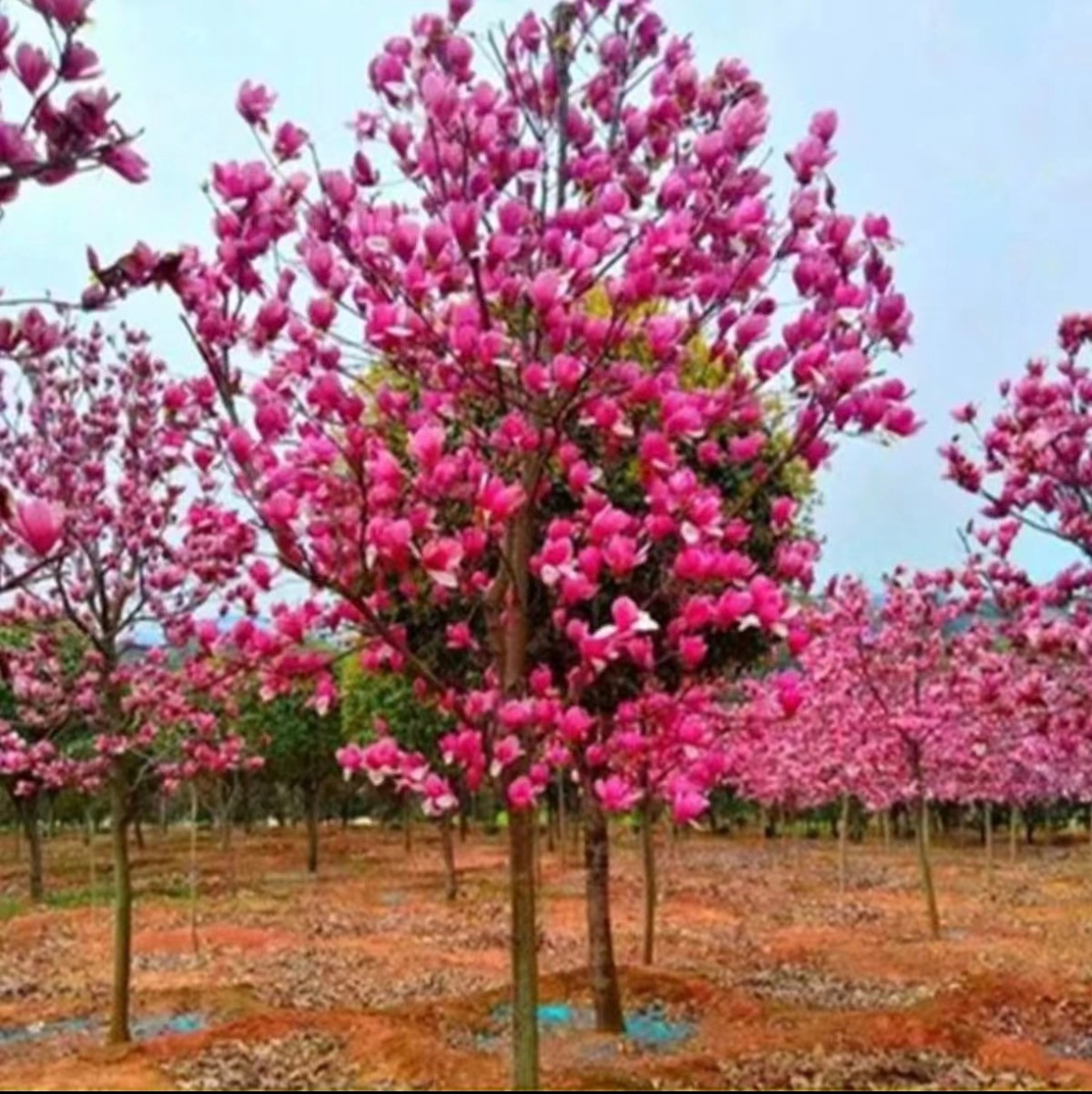 紫玉兰花 大规格