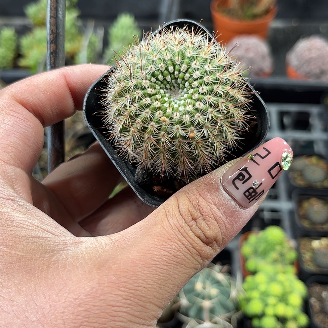 黄芙蓉单头发货单头