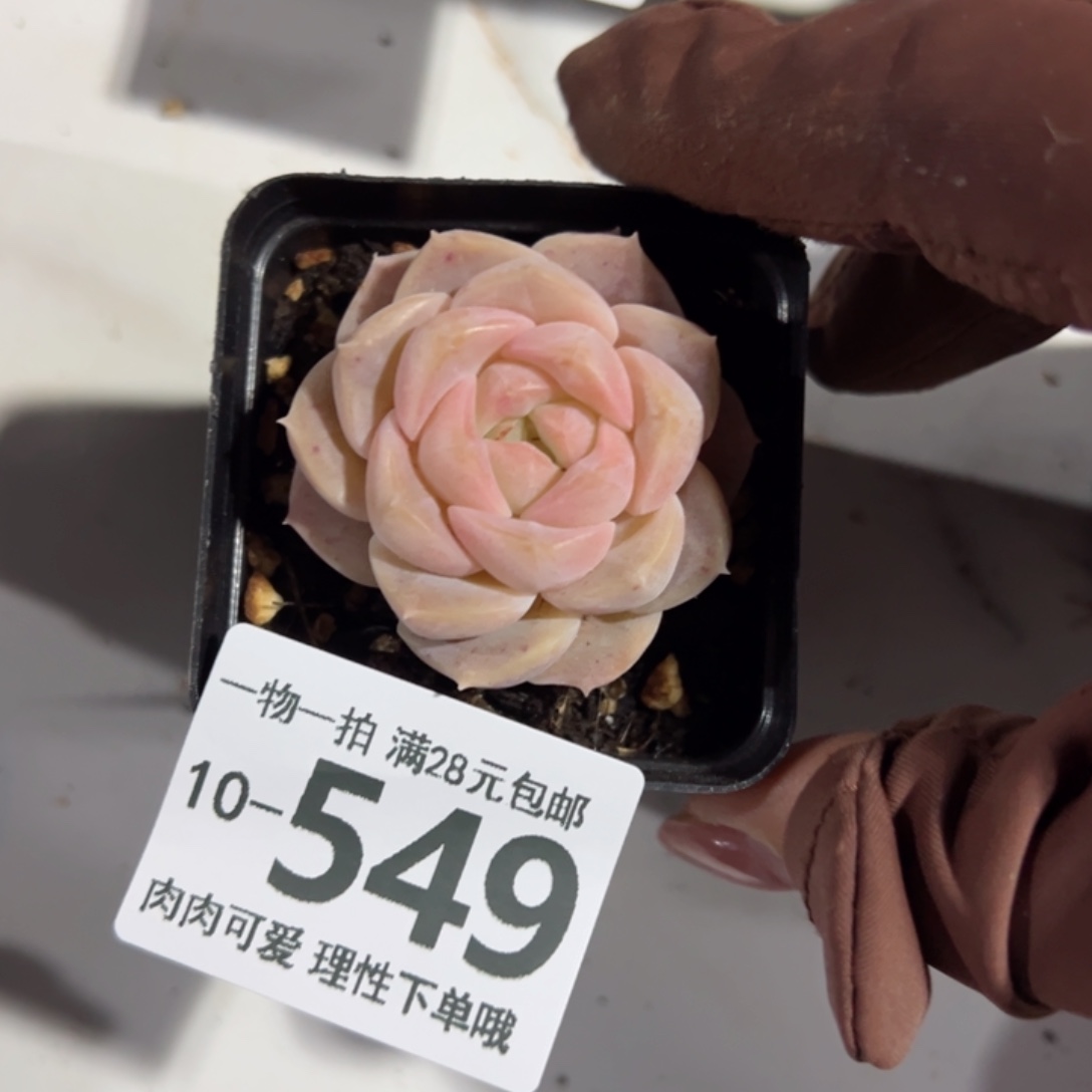 良辰多肉多肉多肉多肉