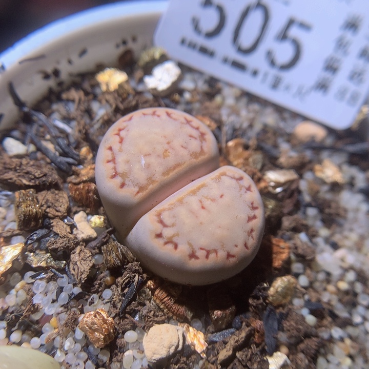 精品生石花27.505