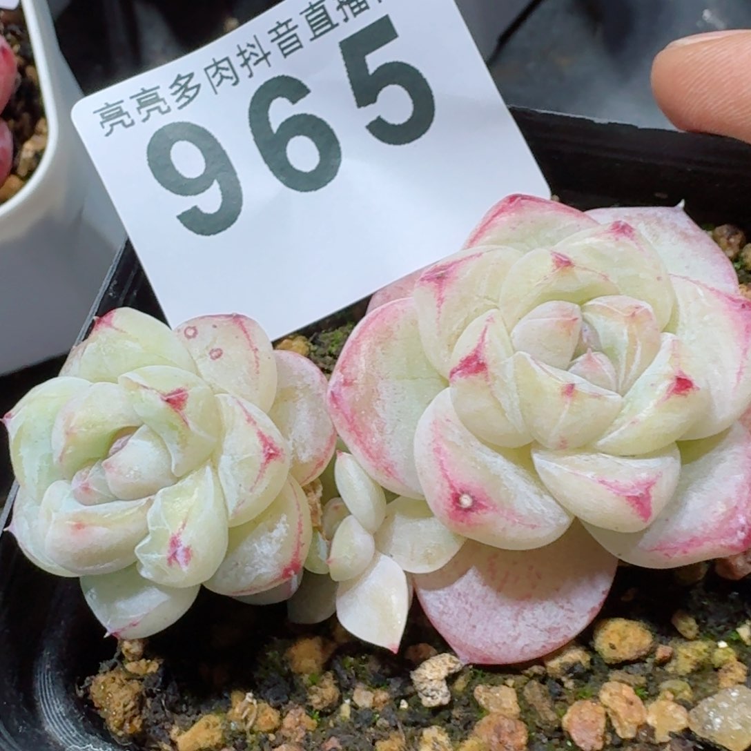 白泽         精品多肉