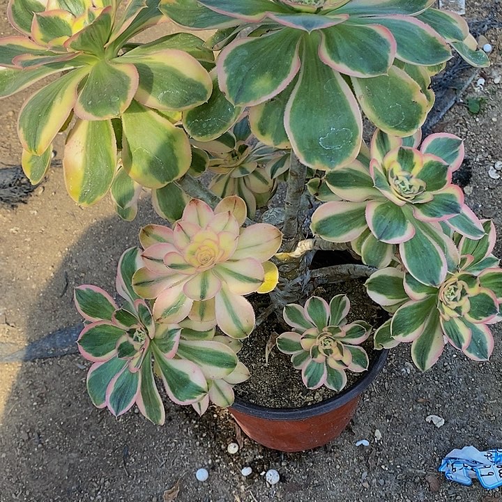 多肉燕姿锦047多肉