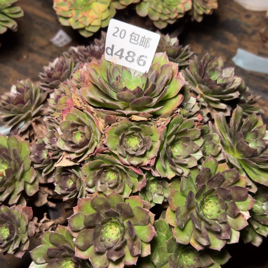 素***言486红魔，多肉法师