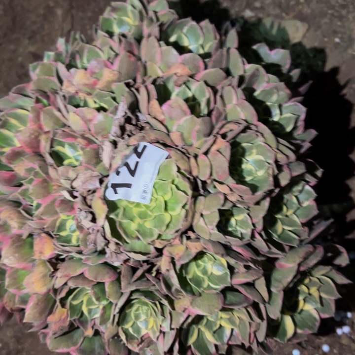 122海仙多肉植物不售后