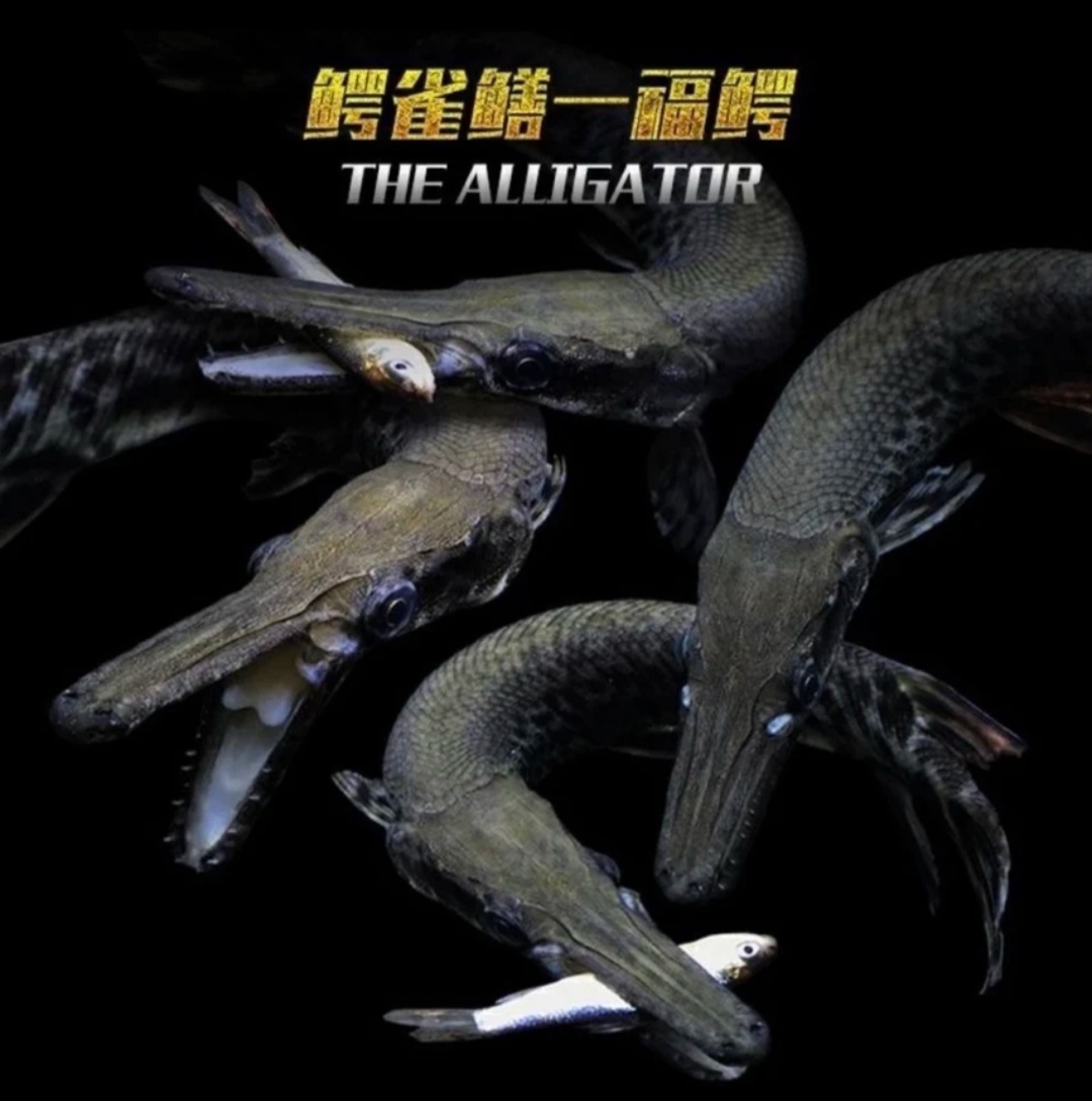 鳄雀鳝福鳄苗子好养耐活无需过滤打氧热带大型观赏鱼活体