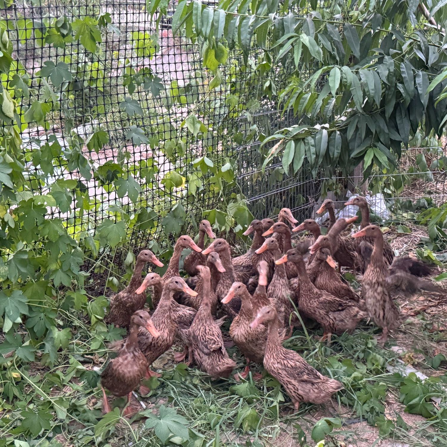 【现称】土鸭农家散养麻鸭原生态鸭肉【现宰现杀】