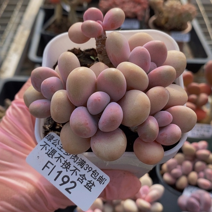 糖果桃蛋老桩192多肉植物