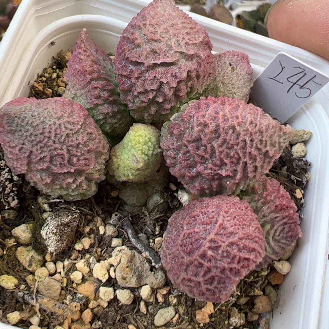 巨猪宝老桩多肉植物水泡