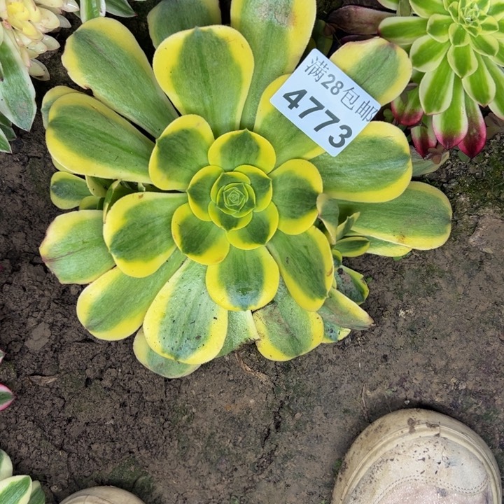 4773南香黄锦多肉植物