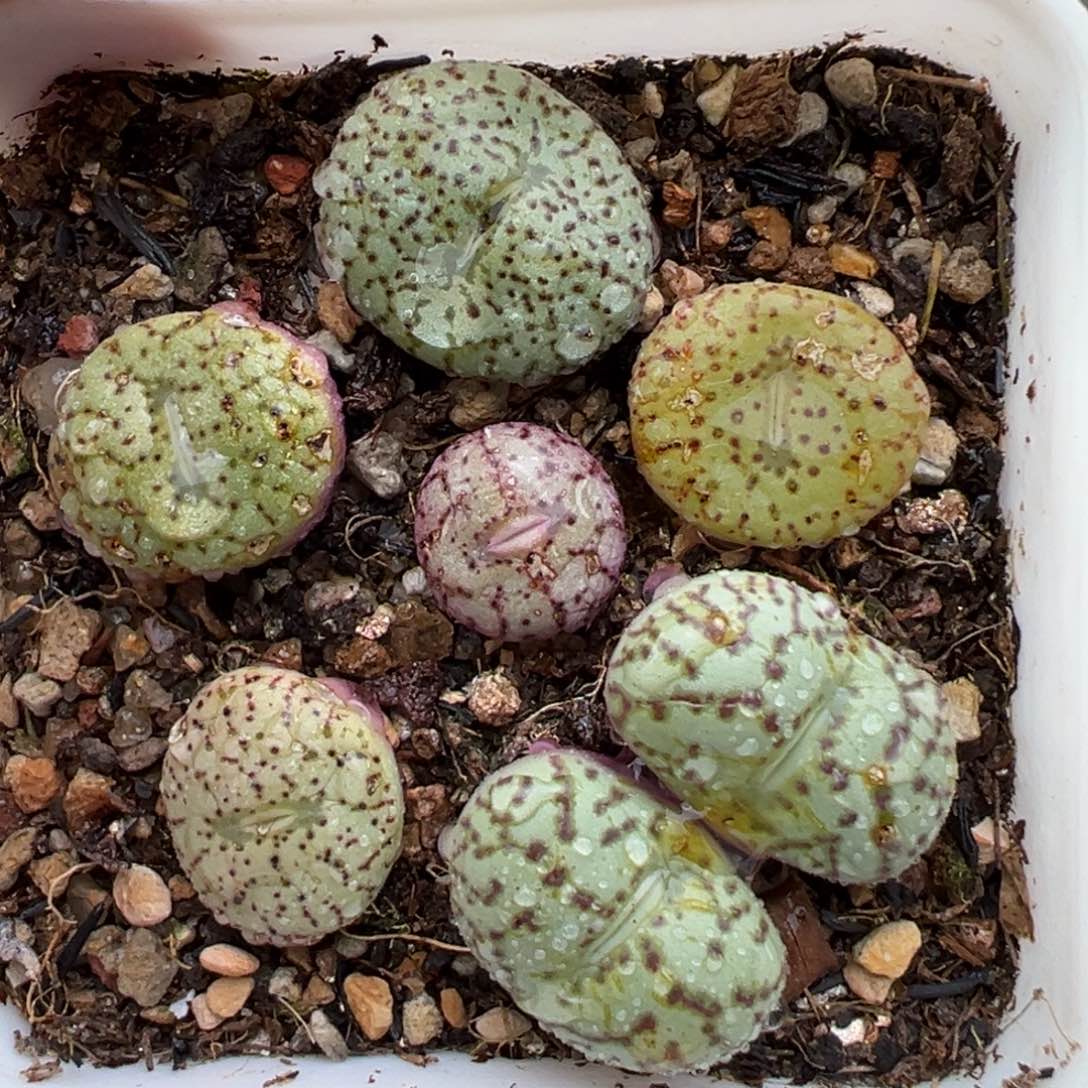 2.24好看的多肉脱土发货924