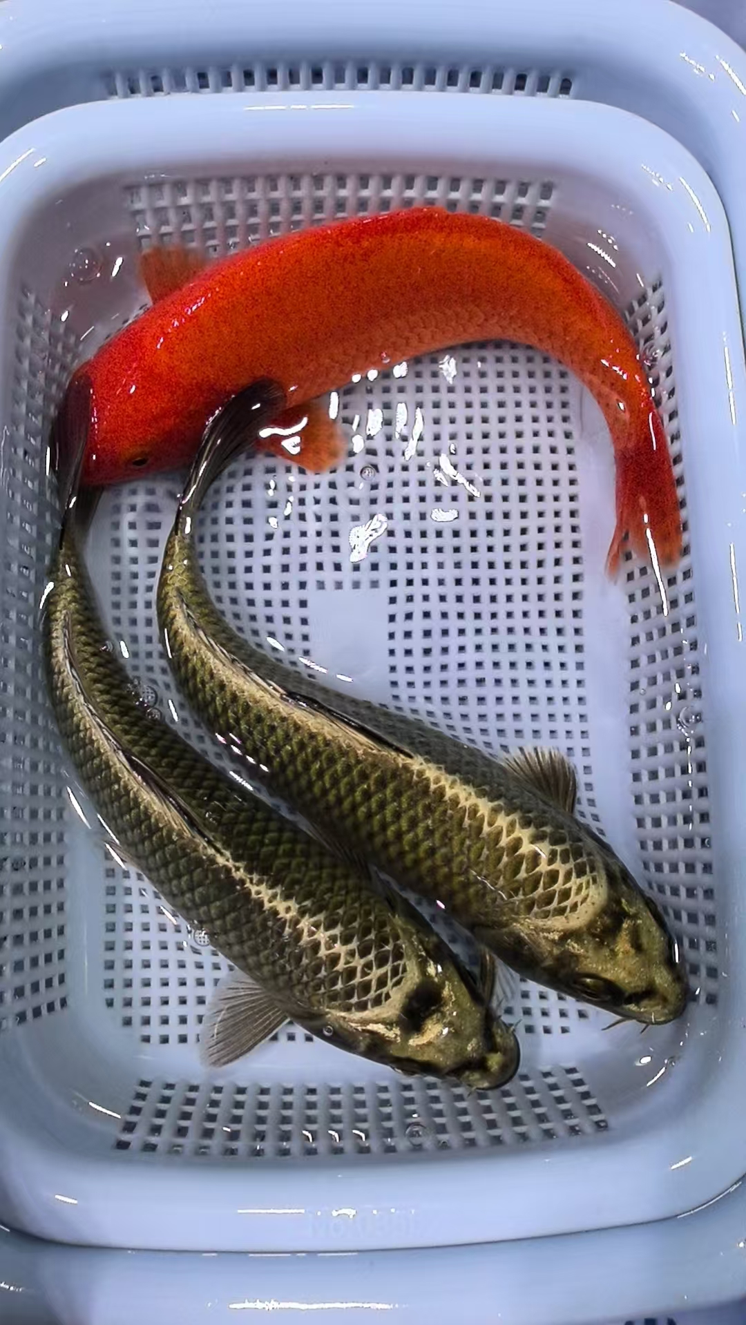 (五)2条古黄金1条介子16-18公分冷水锦鲤观赏鱼