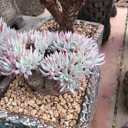 奴婢吉娜仙女棒杯