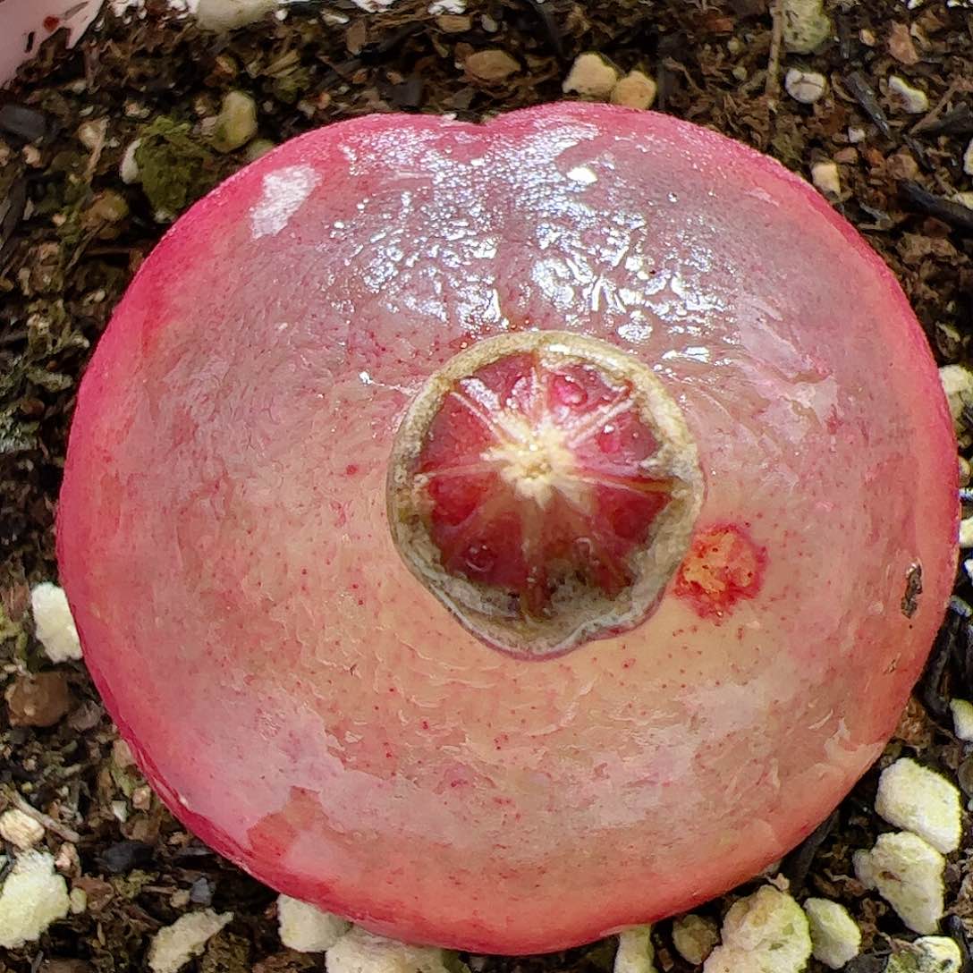 【闪购商品】358 大灯泡