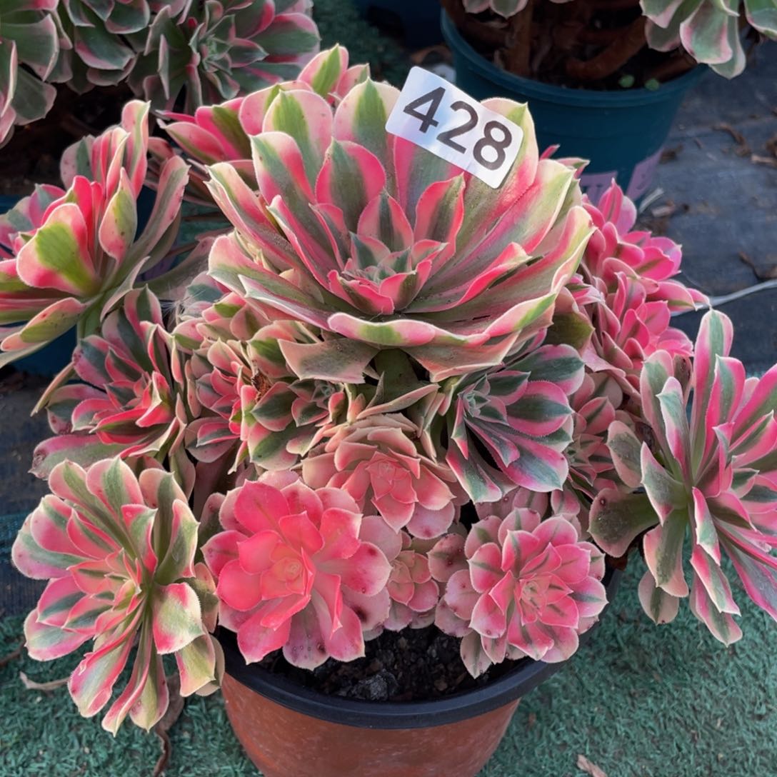 428粉女巫精品法师老桩