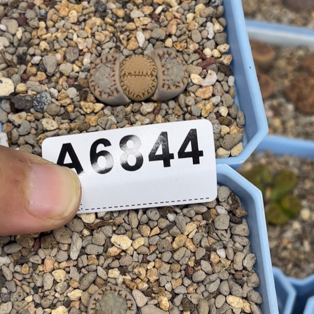 哈****6879，6844饼干2上15