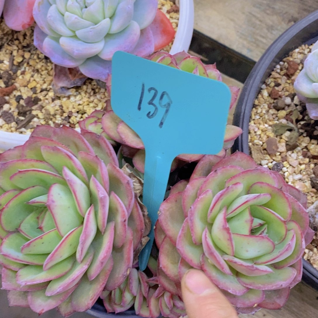 多肉植物，一物一拍，专场5