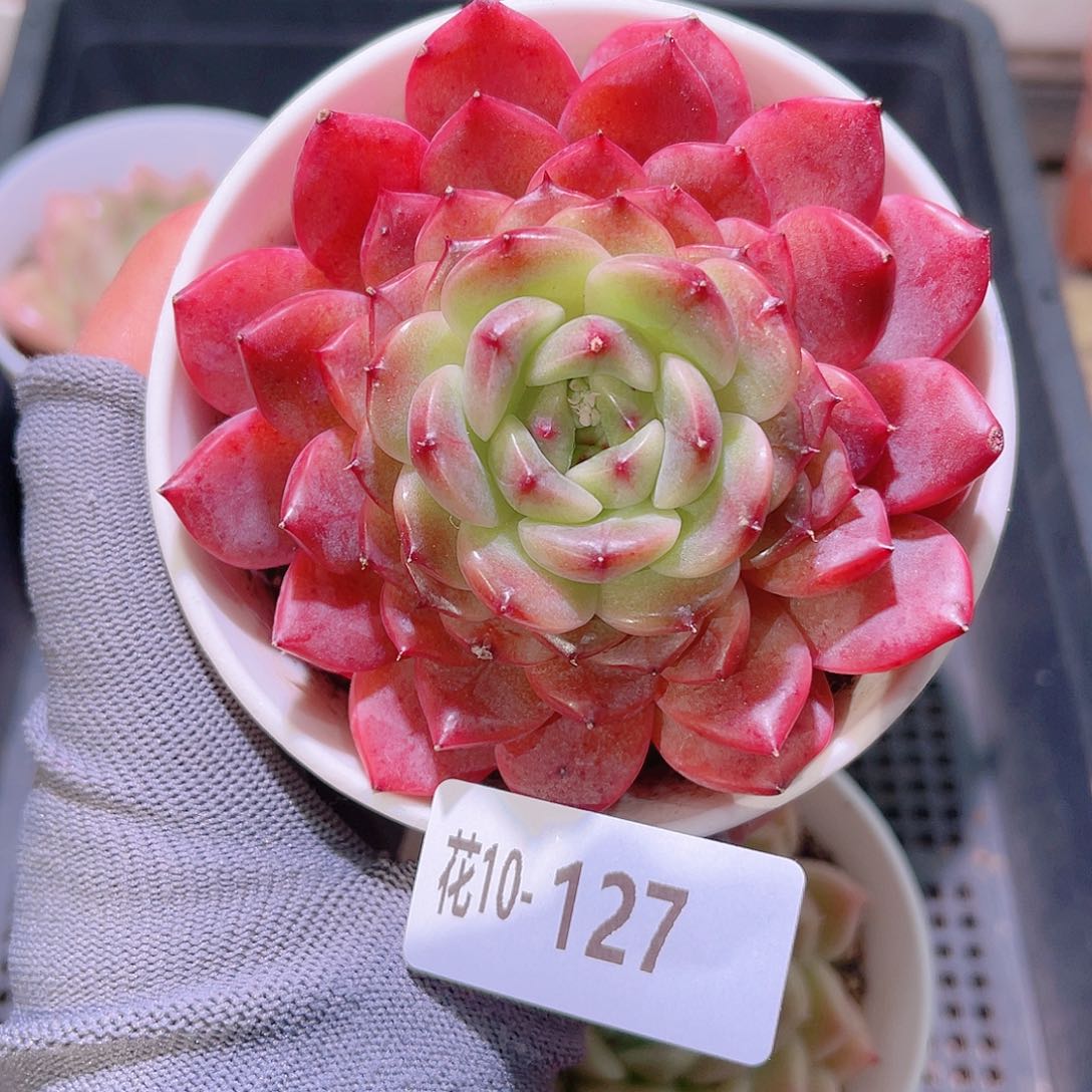 花10-127灵翠单头