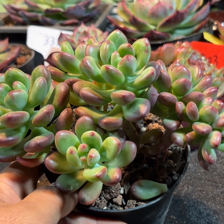牙美人惊鸿一物一拍包装收缩花旱