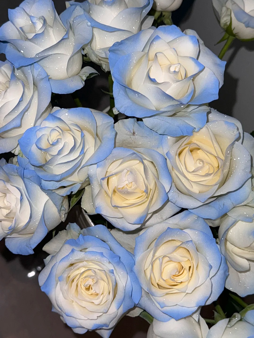 碎冰蓝 玫瑰10支 鲜花收到花需醒花  0°以下要拍保温棉