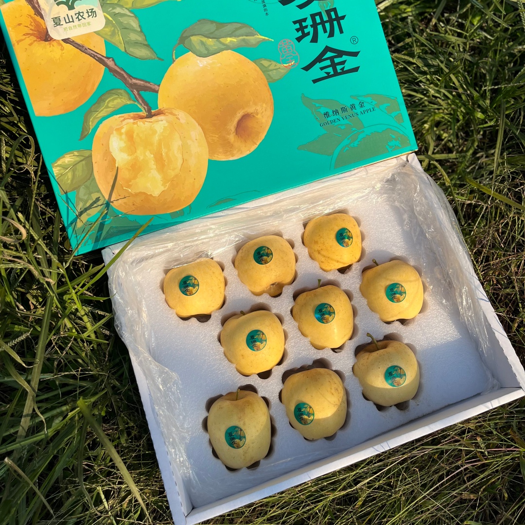 9果  夏珊金维纳斯黄金精品苹果礼盒 果园直发 现采现摘 冰甜爽脆