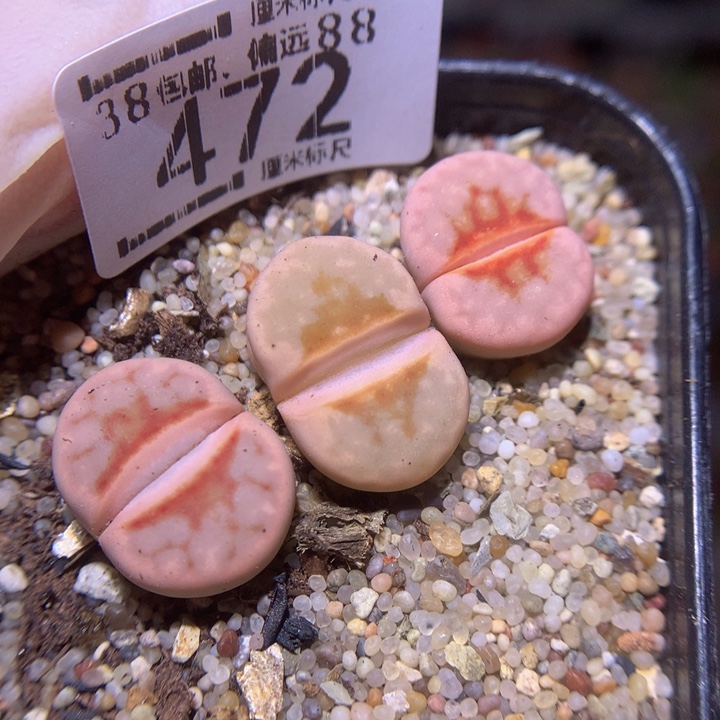 S精品生石花.472热唇