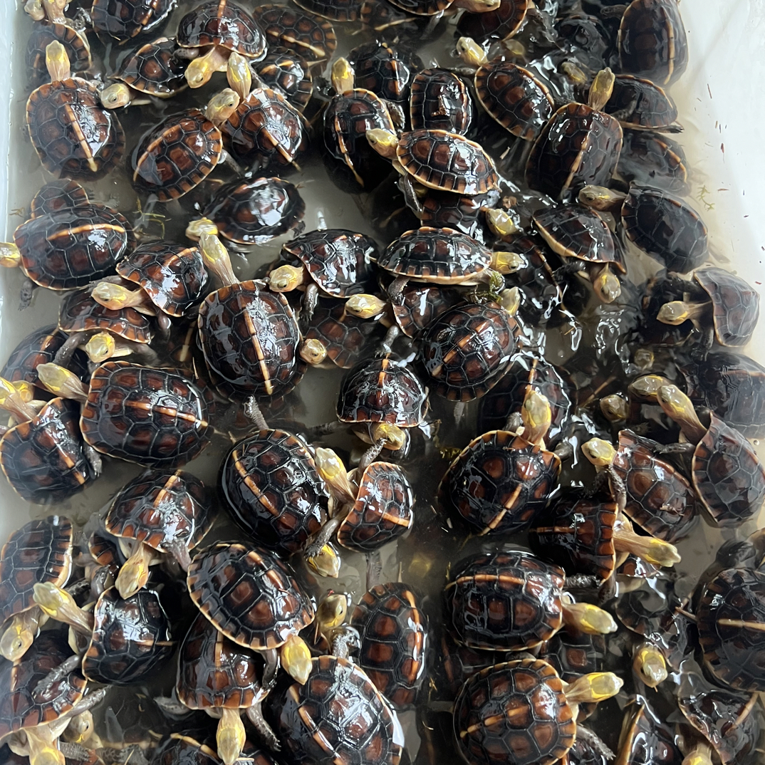 黄缘龟网红宠物龟