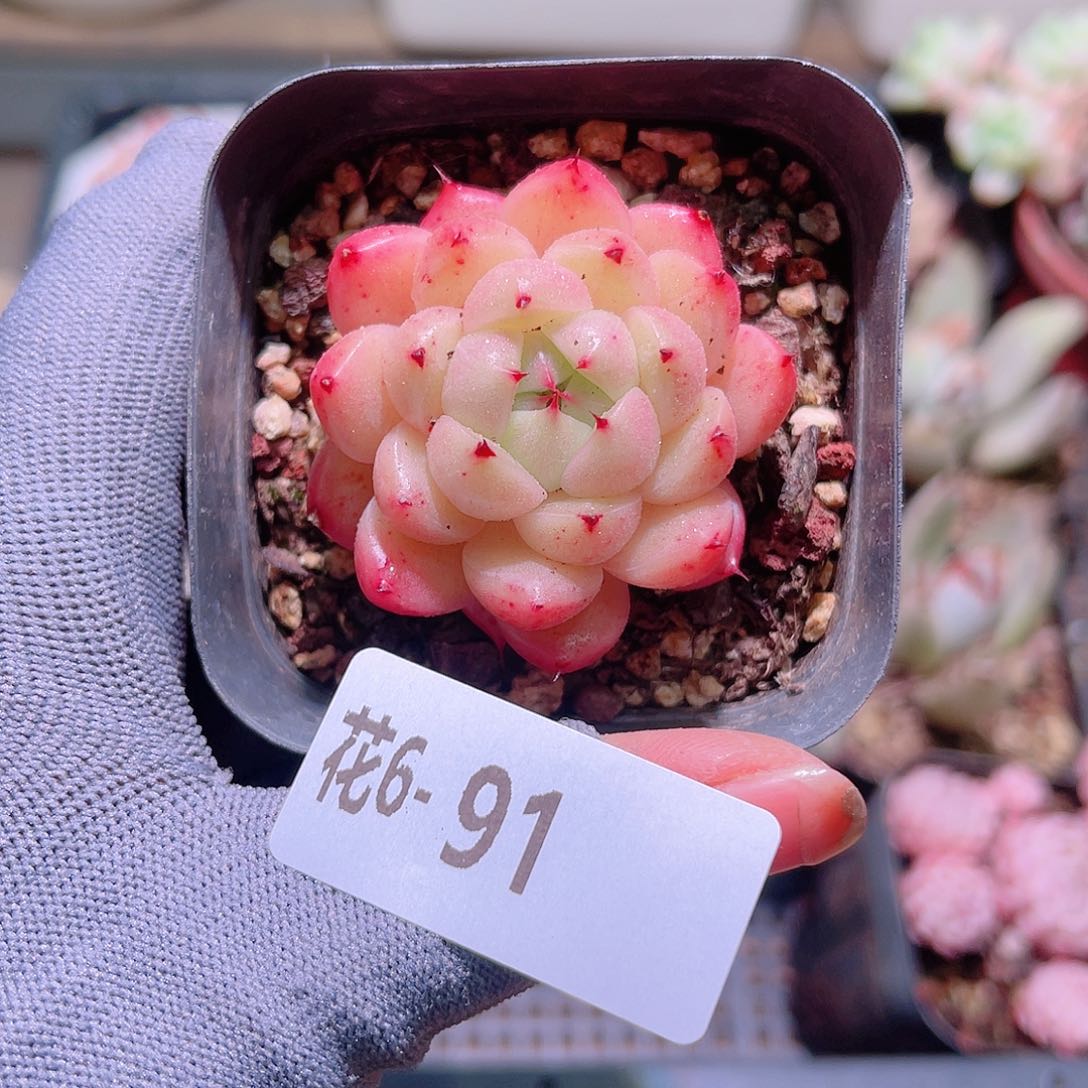 花06-91麦秆单头