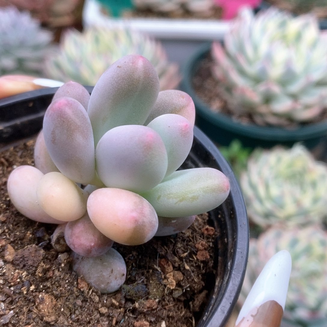 198西瓜奶锦锦锦锦