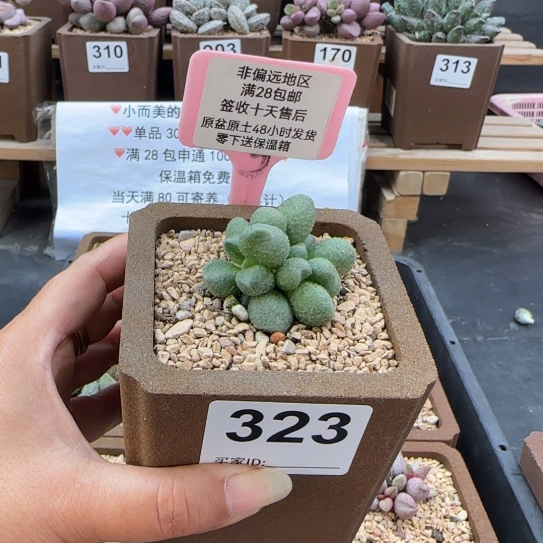 飔*323银之卵多肉植物