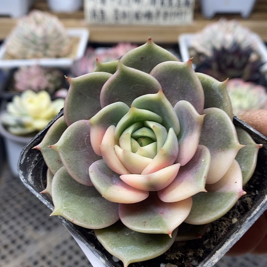 0811 贝加尔湖花脸锦