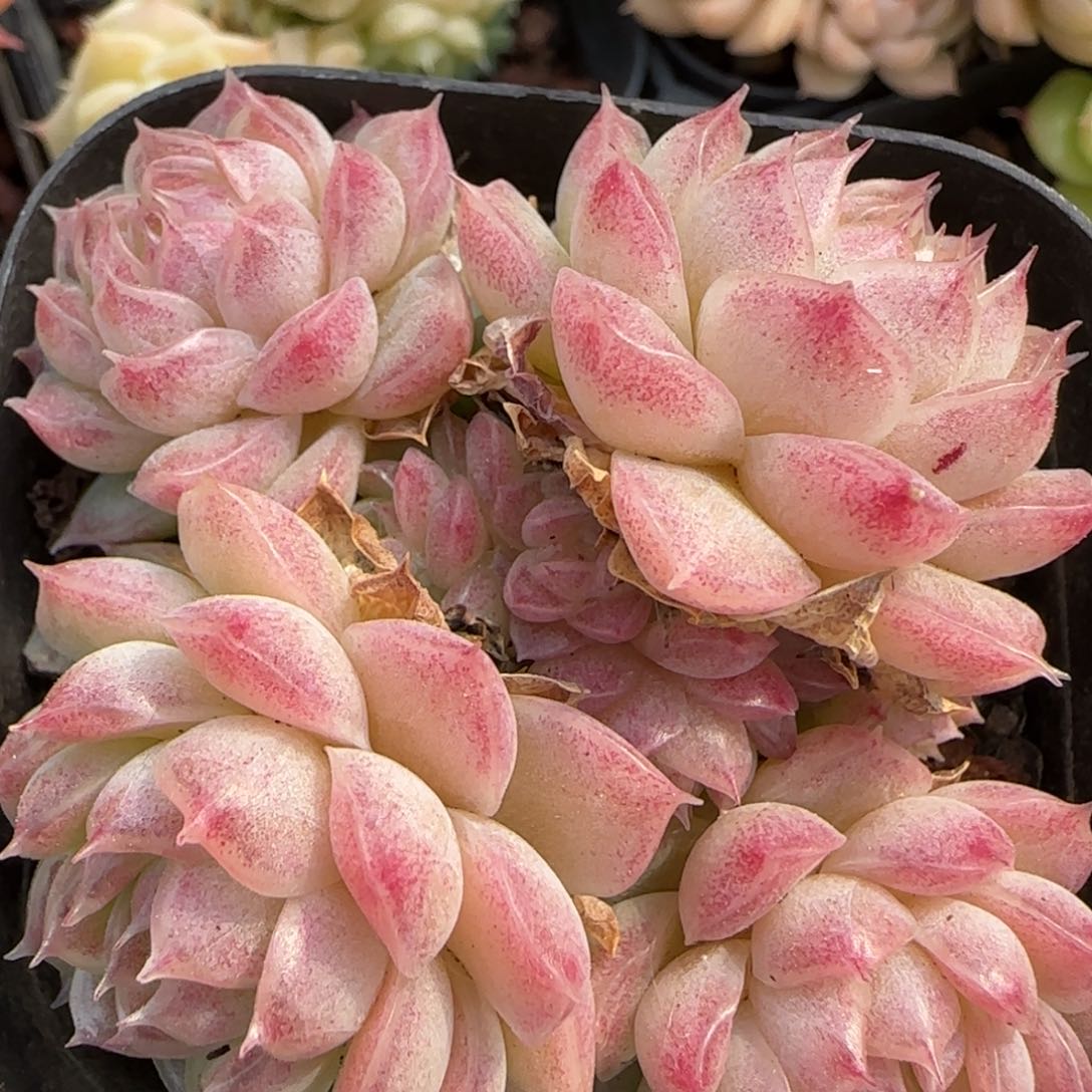 花语逸境0218-183散