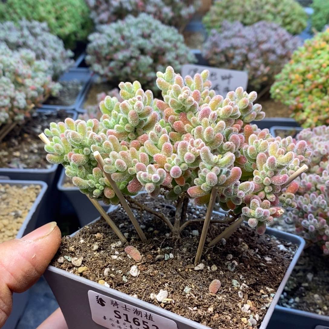 1652优选冰晶枝干